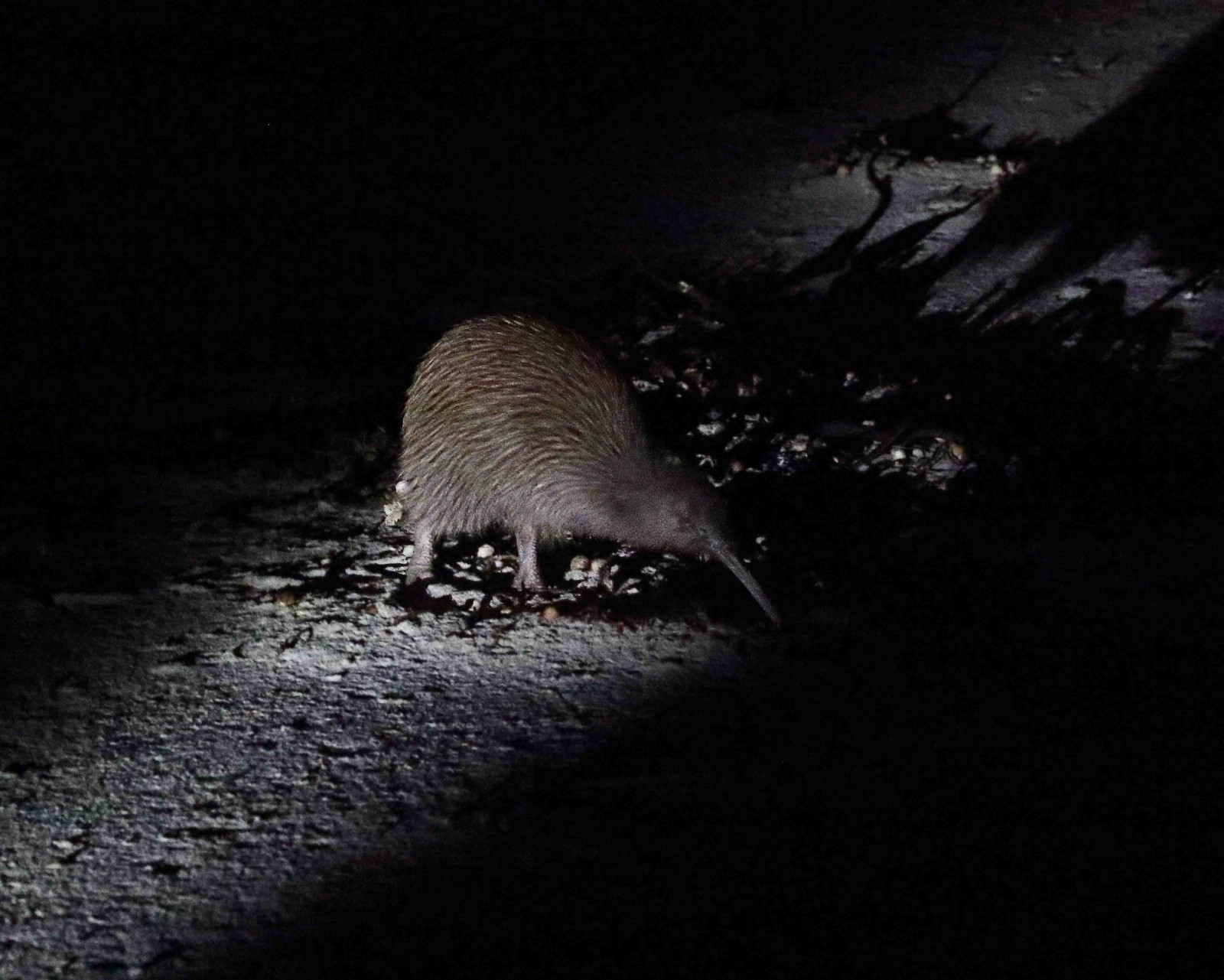 image Southern Brown Kiwi